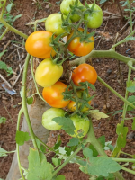 Image/produit/particulier/Caraib'Home Koudadja _115_115_Tomates2.jpeg